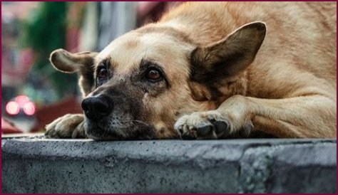 IMSKIRBY Dog: The Ultimate Companion for Families and Pet Lovers